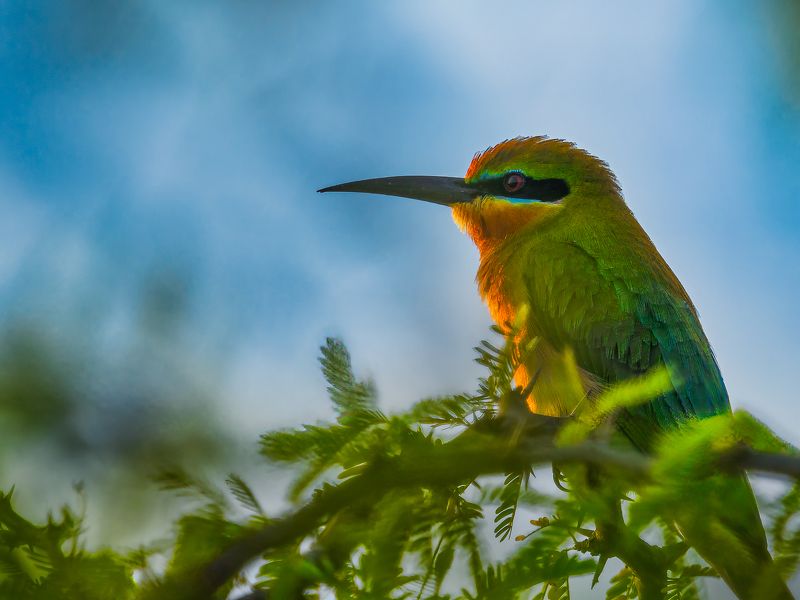 Green bee eaterphoto preview