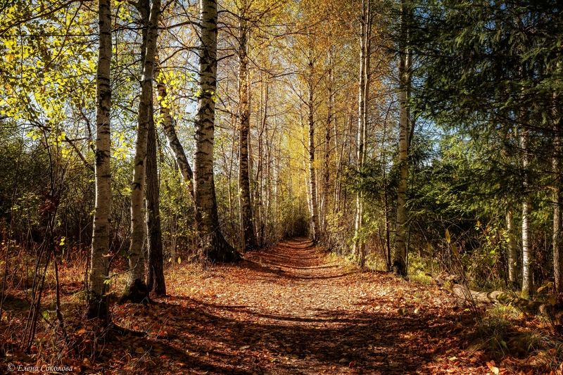 роща, березы, осенний пейзаж, золотая осень, лес Золотая рощаphoto preview