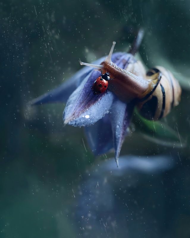 природа , макро , насекомые , nature , macro , ladybug Встречаphoto preview