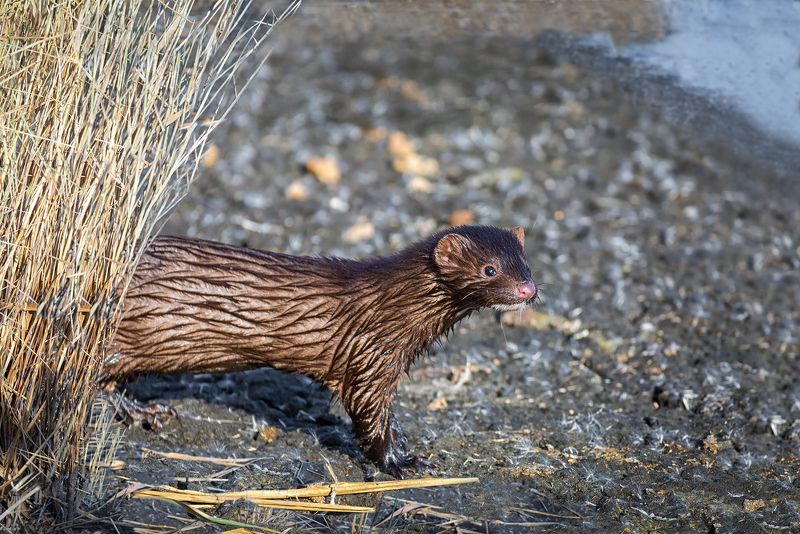 зверёк, норка, озеро, осень, норка.. фото превью