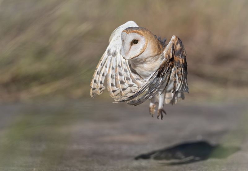 Обыкновенная сипуха (Tyto alba)photo preview