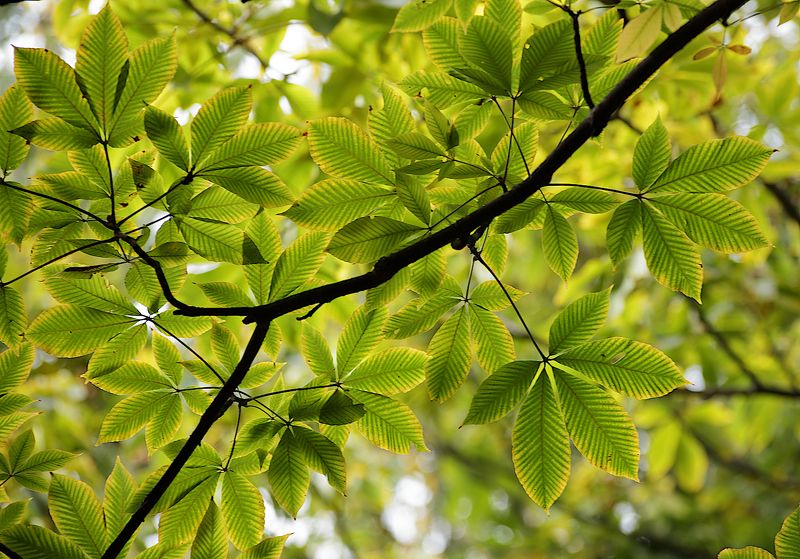 листья, конский, каштан Aesculus glabra фото превью