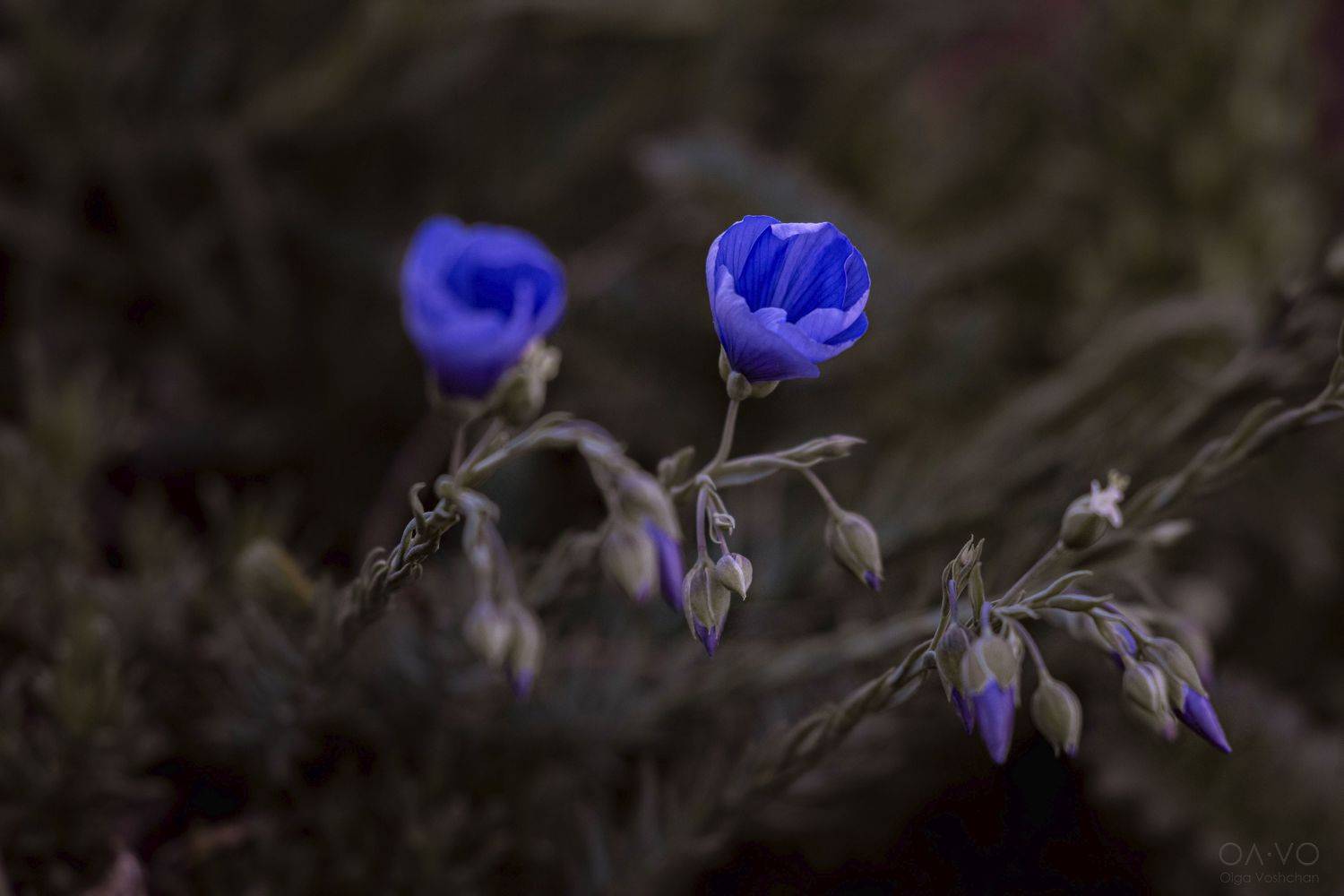 цветок, цветы, макро, природа, голубой цветок, Крым, Россия, природа России, nature, Russia, flower, blue flowers, Вощан Ольга