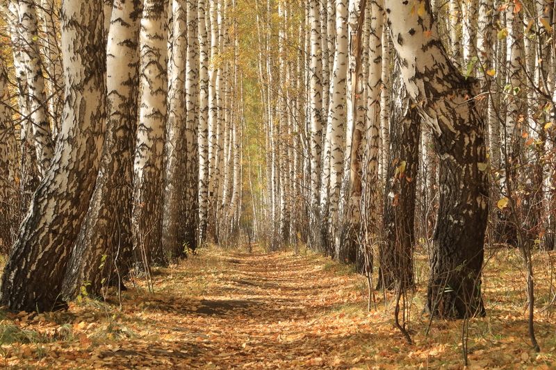 осень,природа,берёзы Берёзыphoto preview
