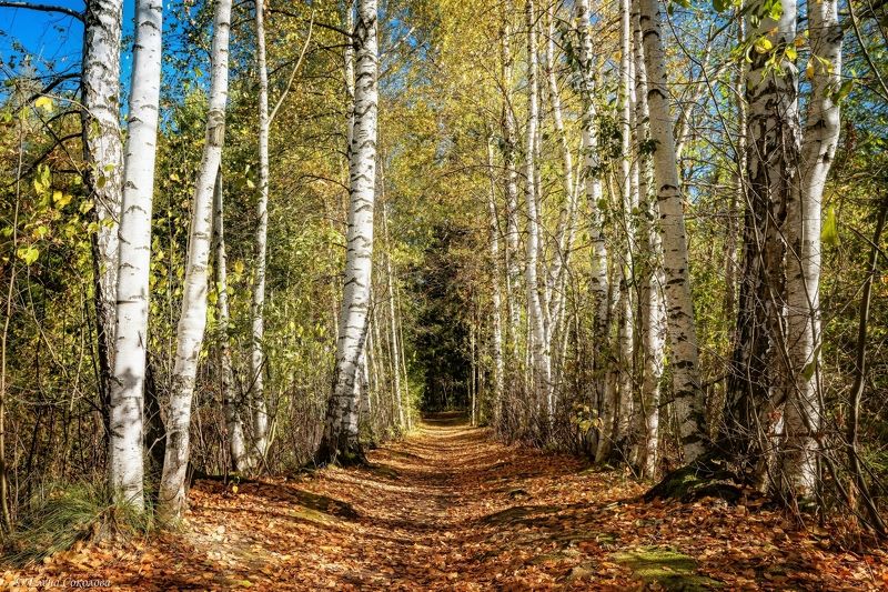 березовая роща, золотой лес, осенний пейзаж Березовая рощаphoto preview