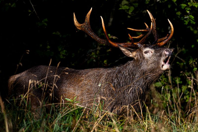 Briedisphoto preview