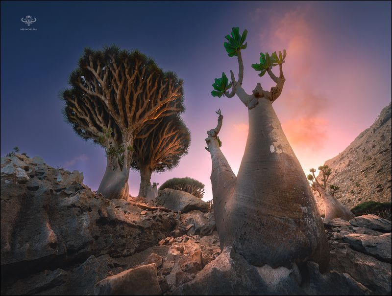 Йемен, сокотра, бутылочные деревья Бутылочные деревья острова Сокотраphoto preview