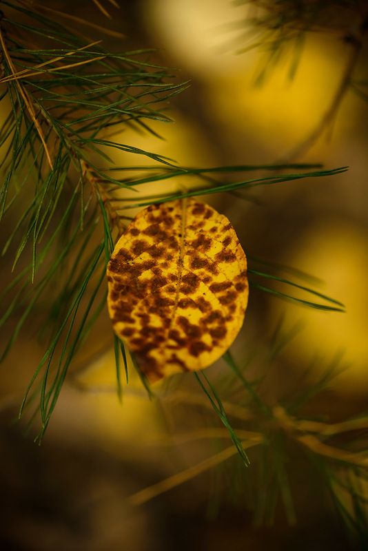 осенний цветphoto preview