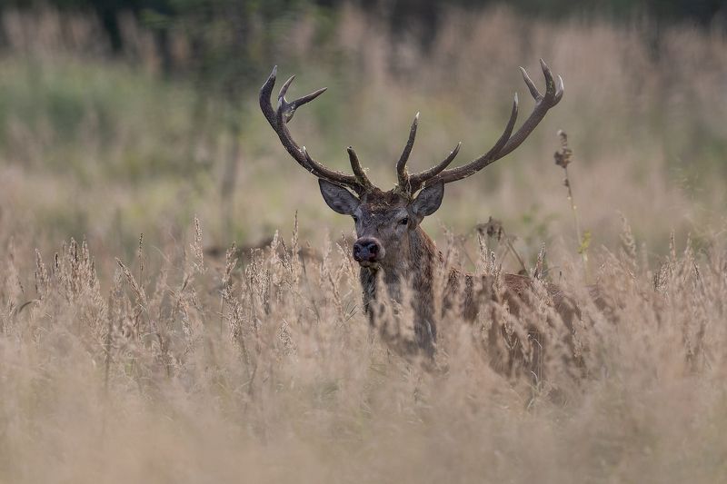 Briedisphoto preview