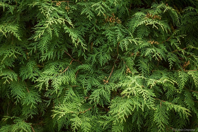 туя, растения, зеленый фон, лето Туяphoto preview