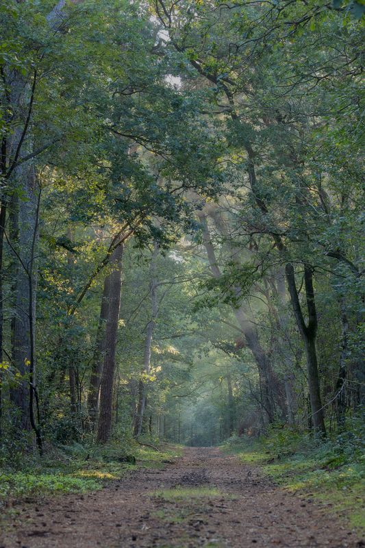 forest sunrays rays fog landscape vertical Forest photo preview