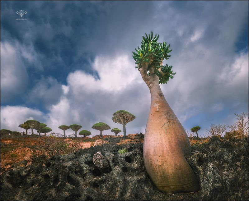 Йемен, сокотра, бутылочные деревья Бутылочные деревья острова Сокотраphoto preview