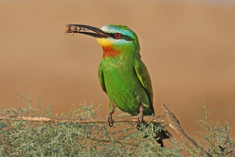 Зелёная щурка. фото превью