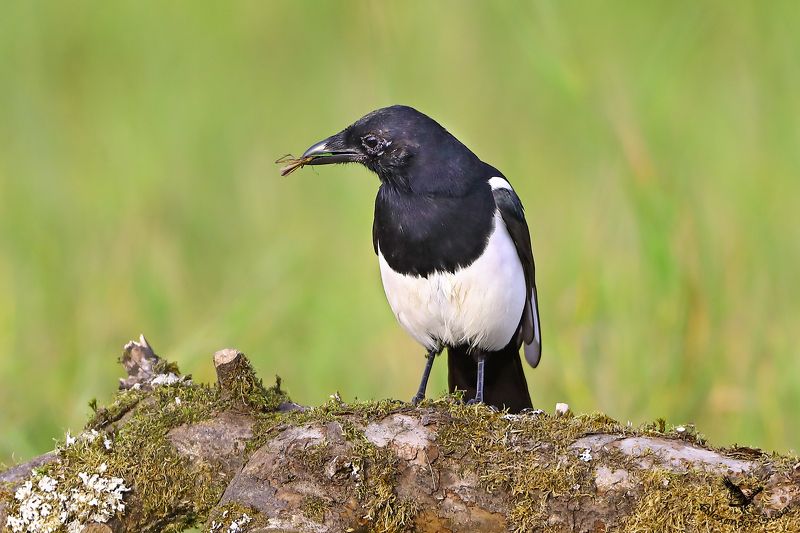 Мал комар, да дорог.photo preview