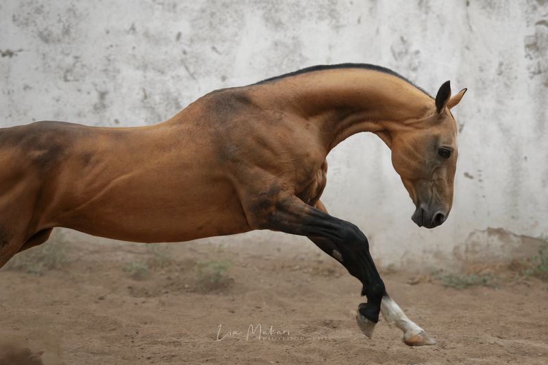 Лошадь, лошади, horse, horses Саммитphoto preview