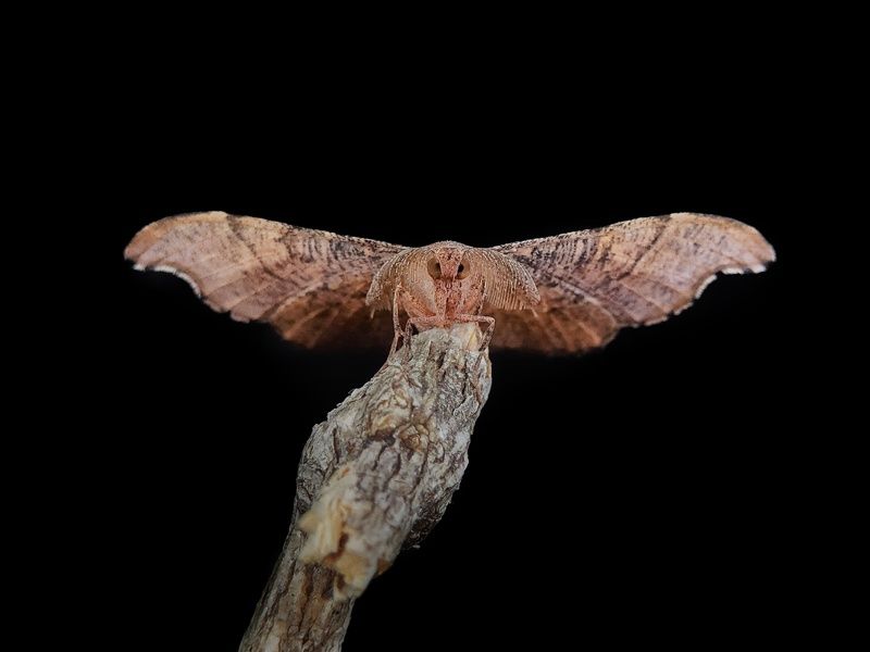 Macro photographyphoto preview