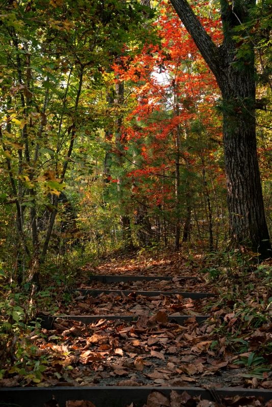 приморье, россия, природа, пейзаж, тайга, лес, осень, прогулка, путешествие, туризм Тропа леопарда фото превью