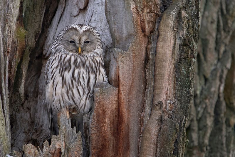 длиннохвостая неясыть,уральская неясыть,сова,ural owl,owl,strix uralensis, Длиннохвостая неясыть фото превью