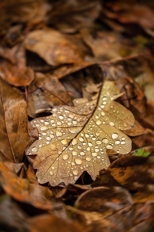 лист, осень, капли, дождь, октябрь, крупный план Октябрьphoto preview