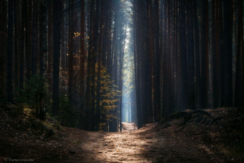 пейзаж, лес, осенний пейзаж, утро, лучи Магия соснового лесаphoto preview