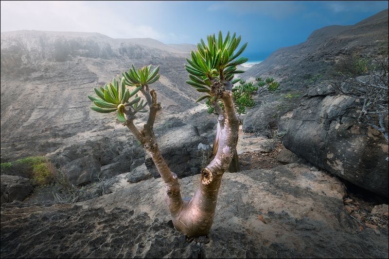Йемен, сокотра, бутылочные деревья Бутылочные деревья острова Сокотраphoto preview