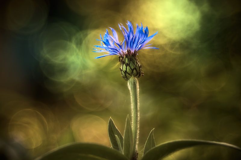 Василёк.photo preview