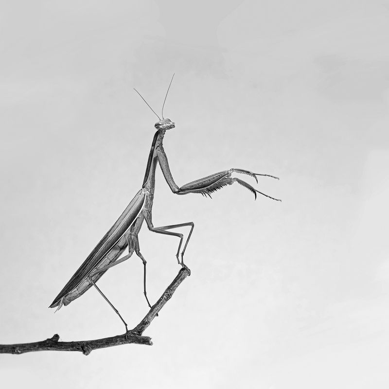 Богомол Дирижерphoto preview