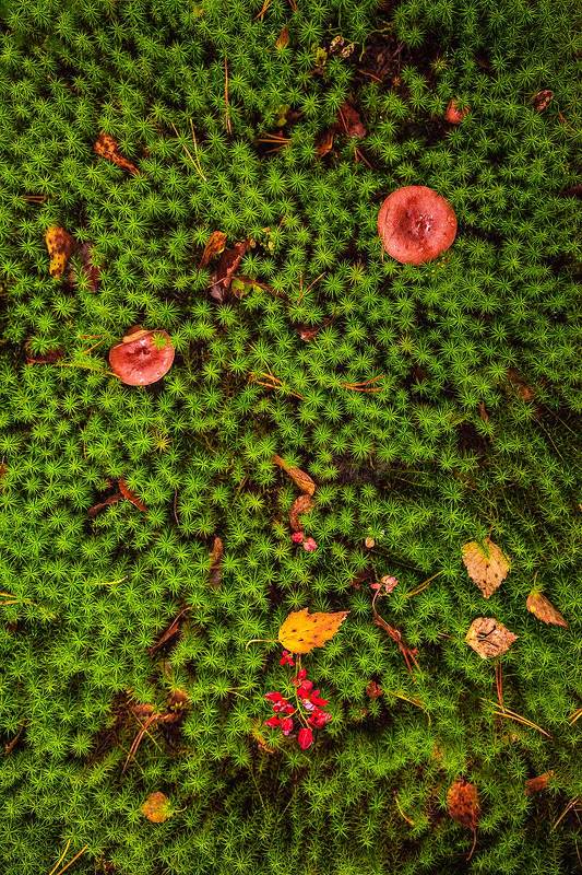 Лесной ковёр фото превью