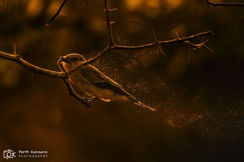 spotted flycatcher, grk, greater rann of kutch, nature, 35awards, 35photo, wildlife, birds, birds of india, parth kansara, parth kansara wildlife, indian wildlife, photo, photography, kutch, birds of kutch, nakhatrana, kutch wildlife, Spotted Flycatcherphoto preview