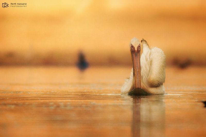 great white pelican ,grk, greater rann of kutch, nature, 35awards, 35photo, wildlife, birds, birds of india, parth kansara, parth kansara wildlife, indian wildlife, photo, photography, kutch, birds of kutch, nakhatrana, kutch wildlife, Great White Pelicanphoto preview