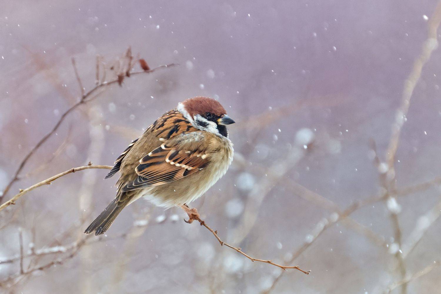 Полевой воробей. Автор: Андрей Гуливанов полевой воробей,воробей,Eurasian tree sparrow,tree sparrow,sparrow,Passer montanus,, Андрей Гуливанов