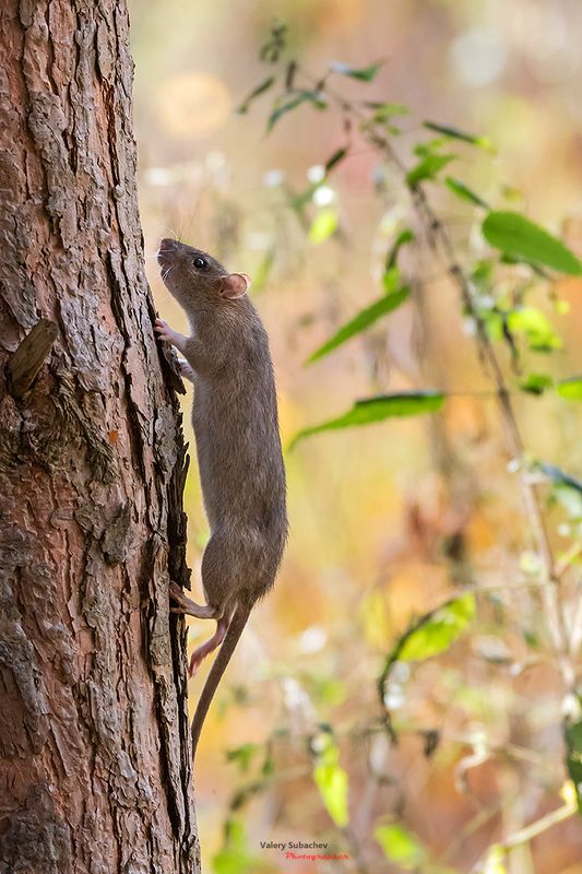 Бег по вертикалиphoto preview