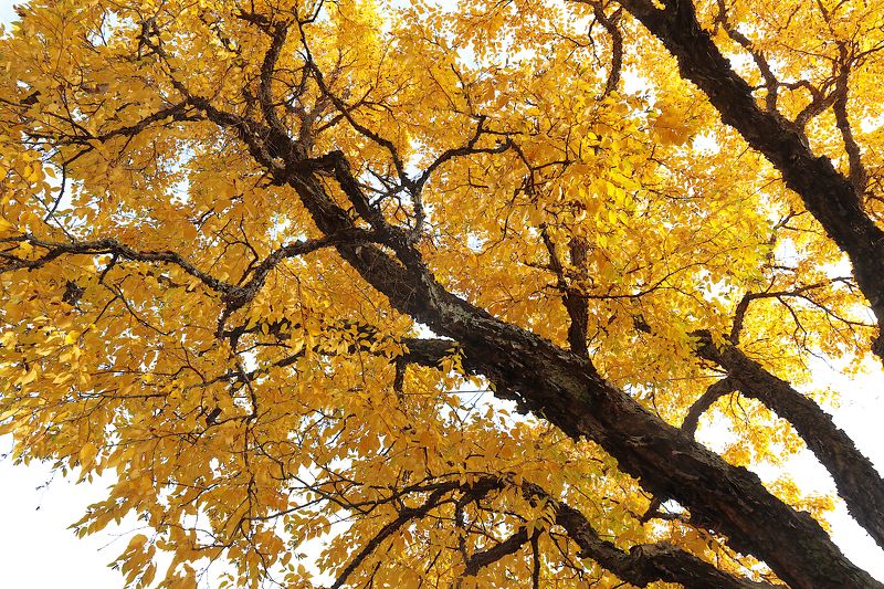 берёза даурская Betula dauurica фото превью