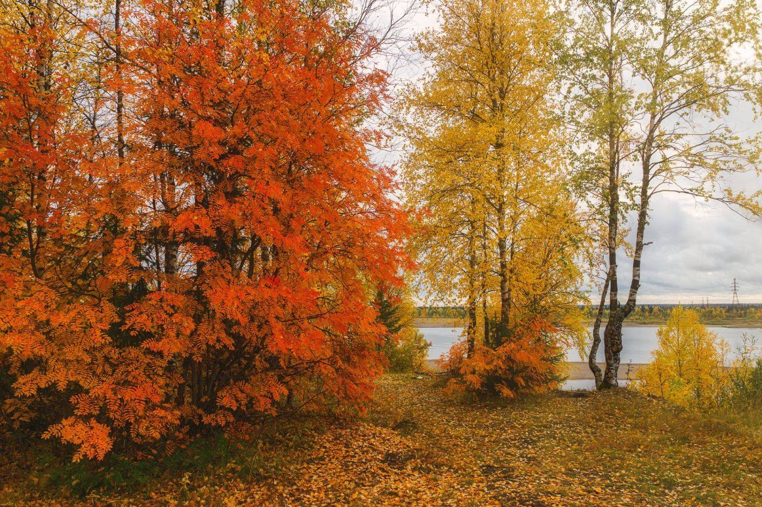 На берегу осенней Печоры. Автор: Игорь Подобаев печора, коми, осень, Игорь Подобаев