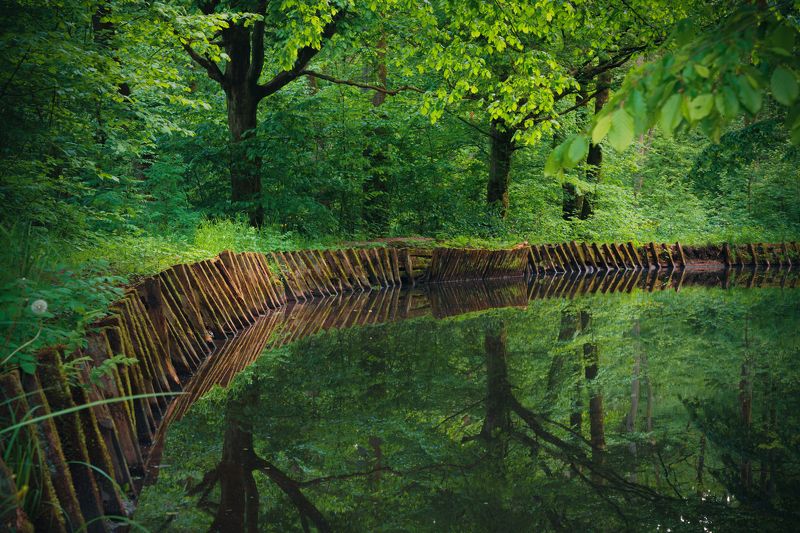 река, лес, отражения, зелень *photo preview