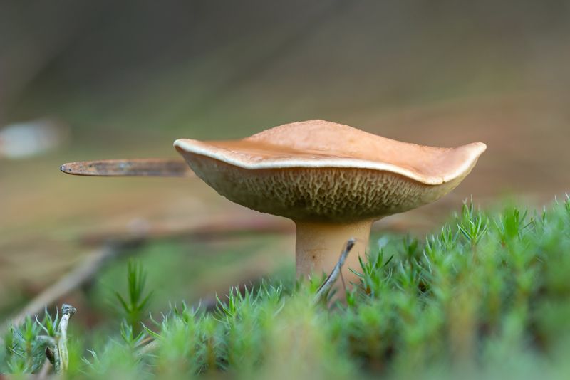 mushroom macro, forest Mushroomphoto preview