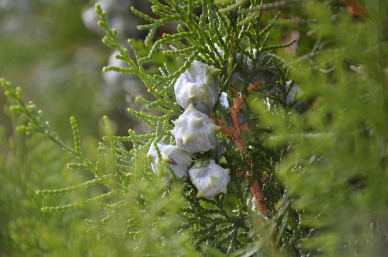 Зеленьphoto preview