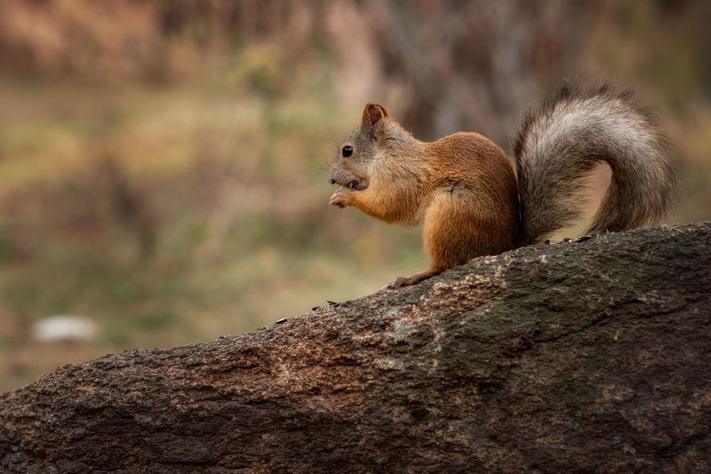 бЭлочкаphoto preview