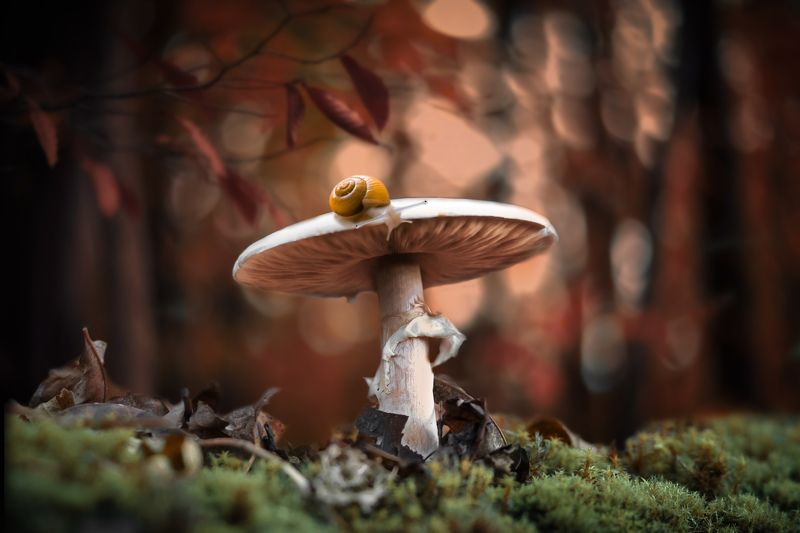 #макро #природа #гриб #улитка #лес #осень photo preview