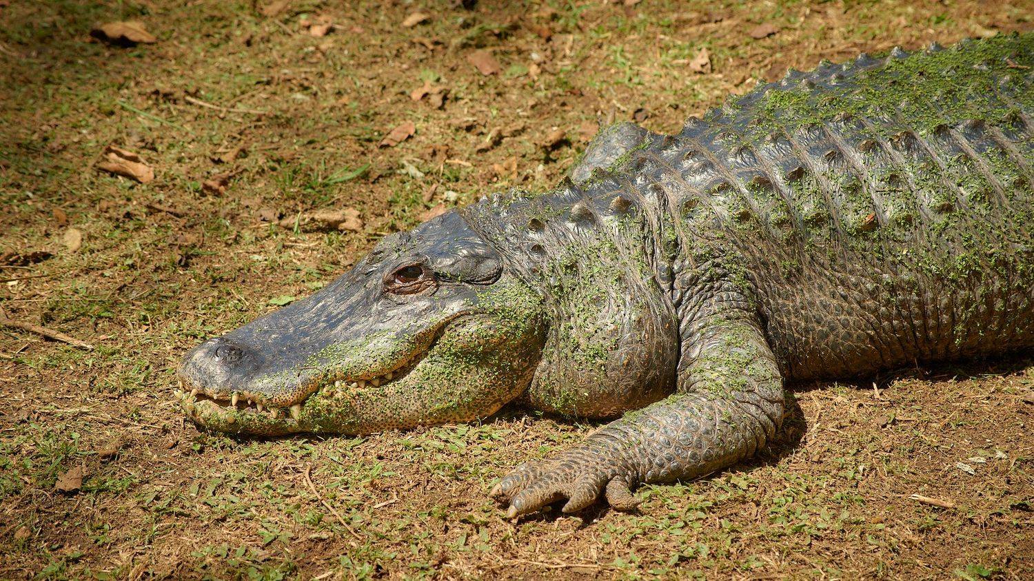 , Вячеслав Владимирович