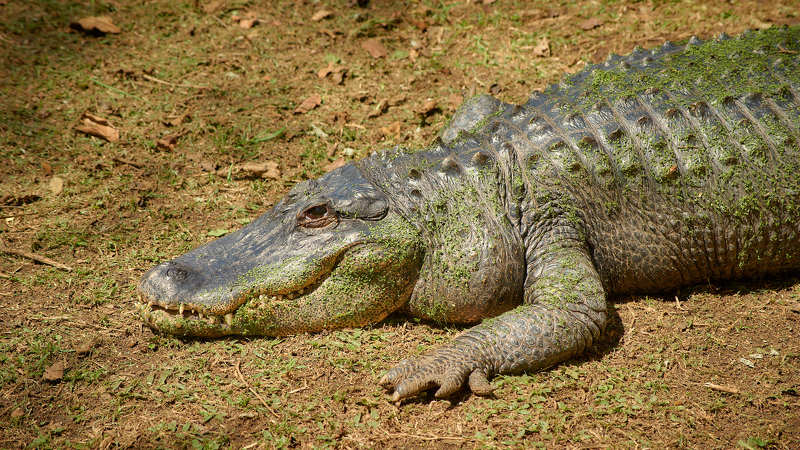 Улыбайтесь и к вам потянутся...(ЮАР) фото превью