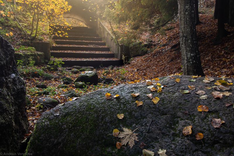 Листья на камнеphoto preview