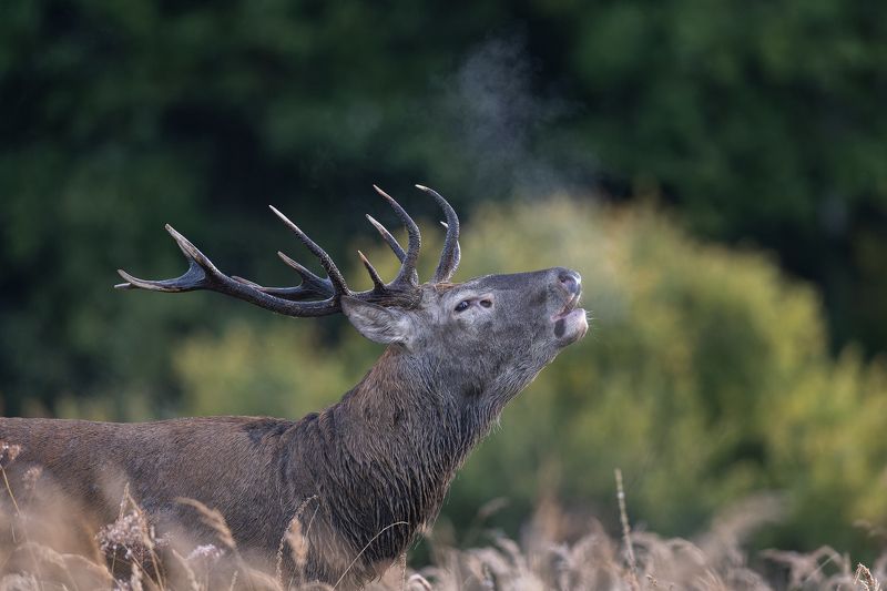 Briedisphoto preview