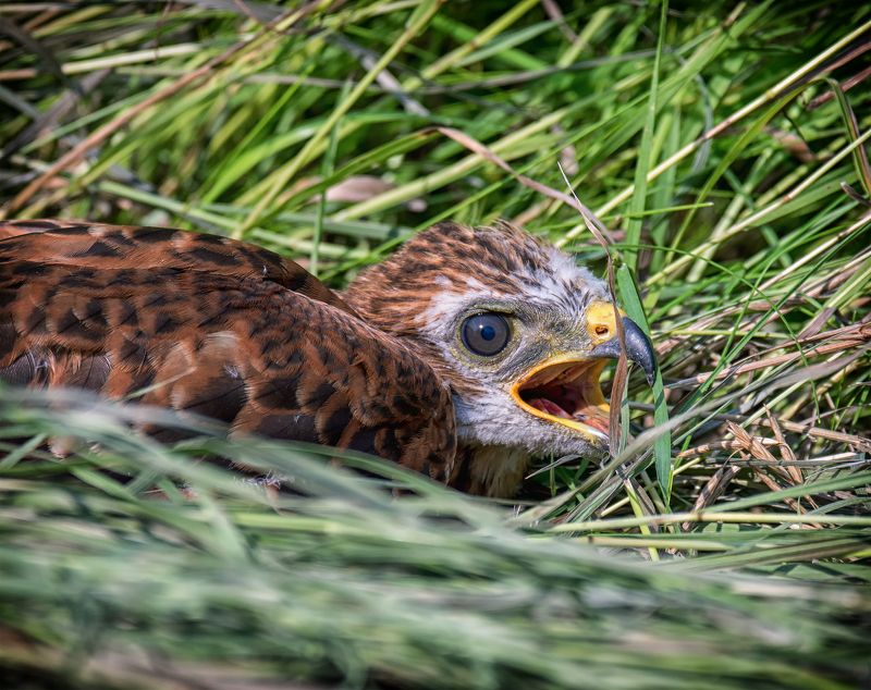 птица, чёрный коршун, птенец, лесная тропа, Чёрный коршун (птенец)photo preview