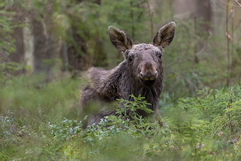 лось улыбашка на отдыхеphoto preview