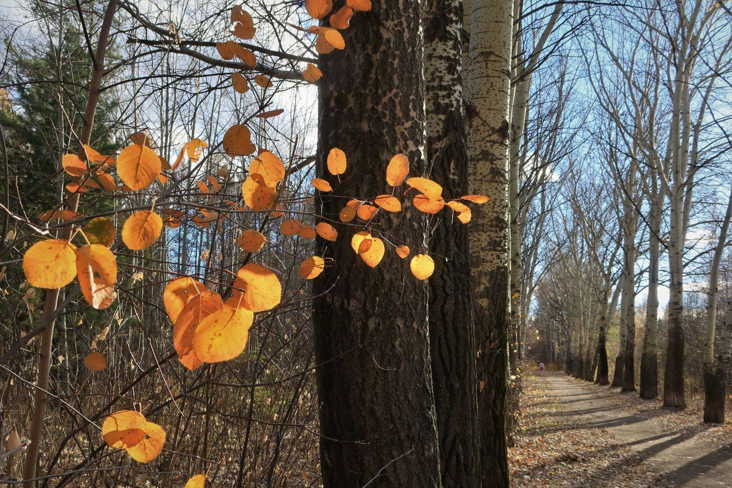 осень,природа,деревья,аллея,листья, Козлова Галина