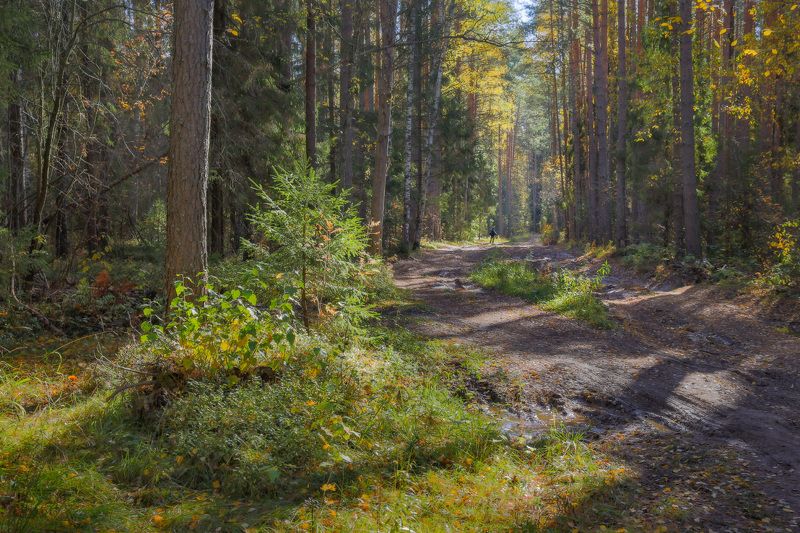 лес дорога серково беляиха осень свет По лесной дороге в солнечный день.photo preview
