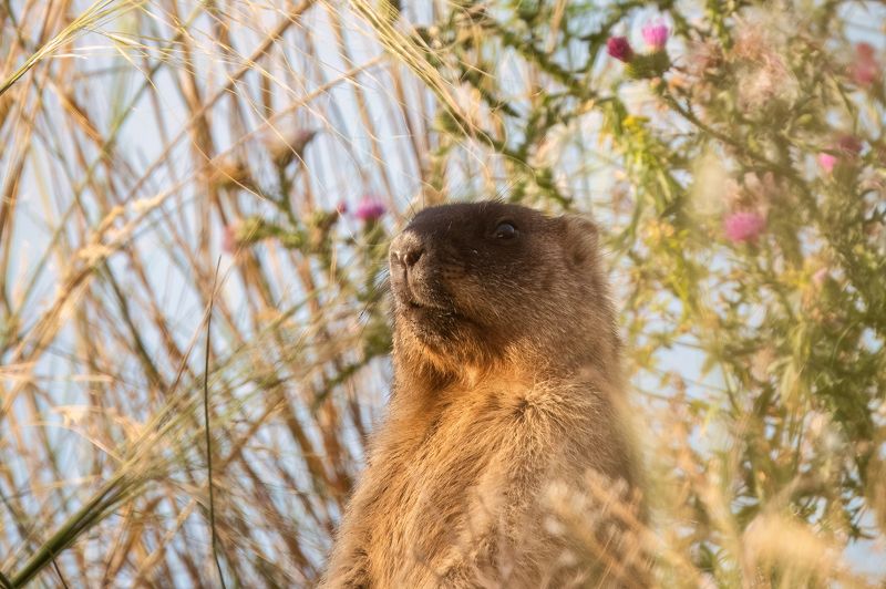 сурок, животные, млекопитающие, природа, marmot Степной дозорphoto preview