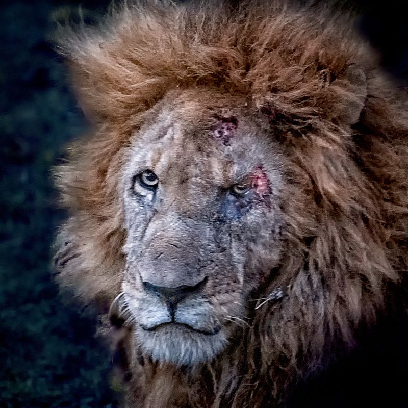 Scar facephoto preview