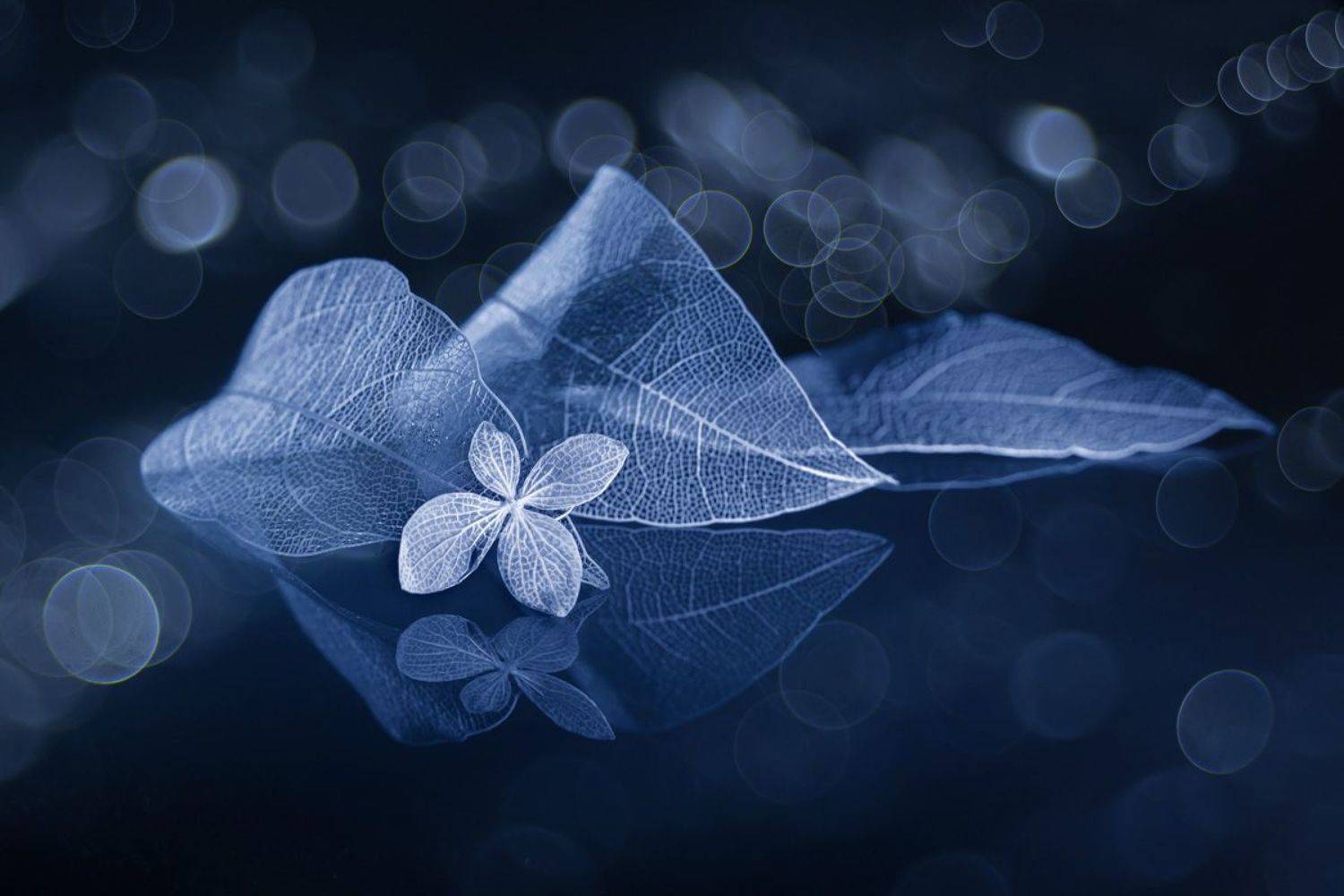 Ночное умиротворение. Автор: Игорь Копцев close-up, still life, Игорь Копцев